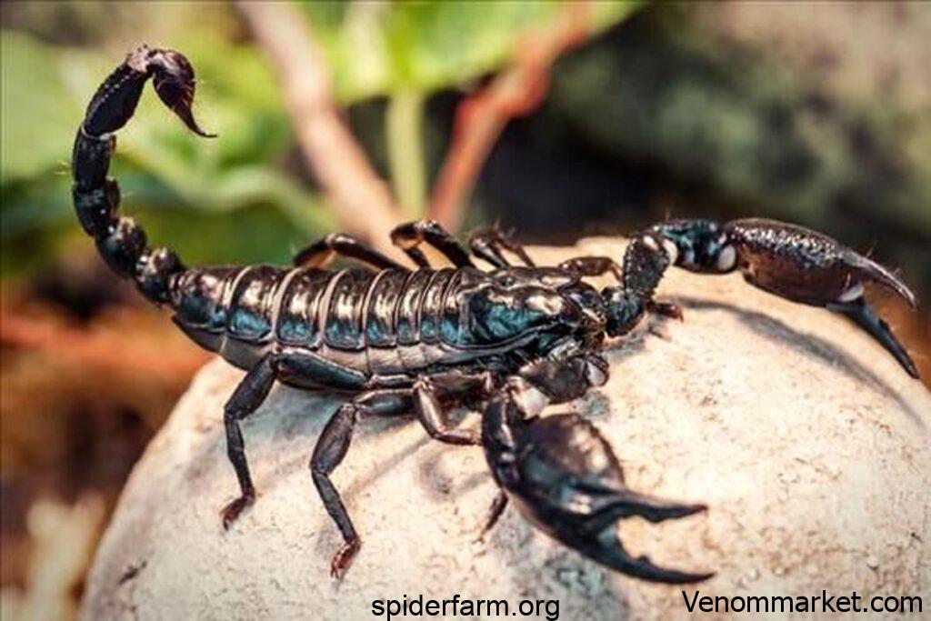 scorpion venom,venom price ,venom farming,venom drug,venom analysis,peptides ,toxin composition, ,poison price,Toxicant price, price,Sting,venomgland,scorpion venom, sale of scorpion venom,, sale and purchase of scorpion venom, Analysis of scorpion venom,taking venom of scorpion, price of scorpion venom,price of scorpion ,selling all kind of vnom seller of venom,trading venom,