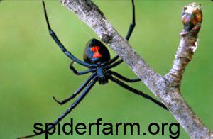  widow spider
