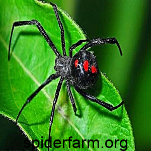 widow spider